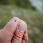 Image for 7 Nontoxic Ways to Repel Ticks (that work!)