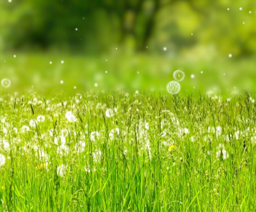 6 Ways to Stop Spring Allergies in Their Tracks