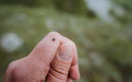 7 Nontoxic Ways to Repel Ticks (that work!)
