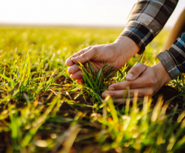 Our Top Non-Toxic Lawn Care Tips